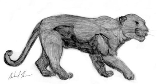 black jaguar drawing brook green garden pencil michael moran