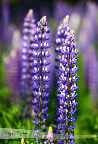 Lupin Northshore Minnesota by !!WaynePhotoGuy