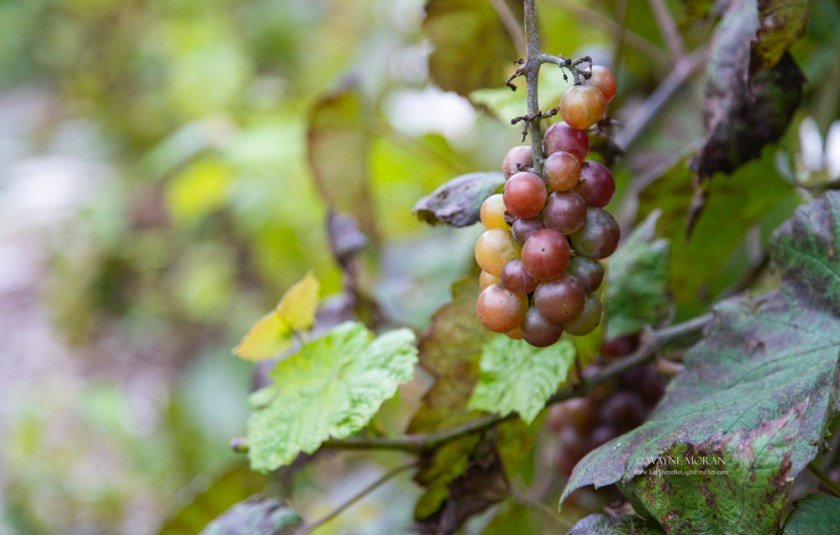 Stone's Throw Winery Door County Wisconsin