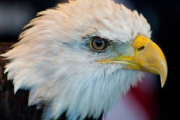 Photography Tutorial How to Photograph Eagles