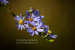 Minnesota Autumn Beauty Visual Poetry