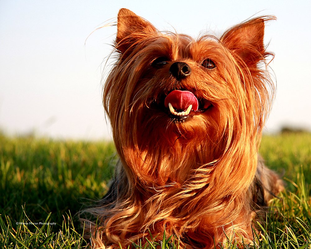 How To Create Amazing Images - The Basics of Light