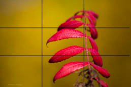 Series Creating Amazing Images ~ Part 2 Composition